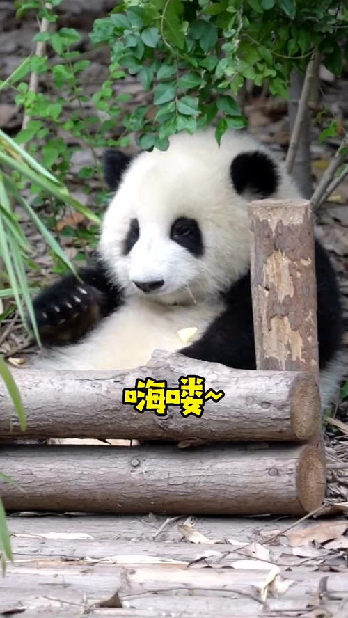 熊猫和花早安新的一天大家快夸夸我