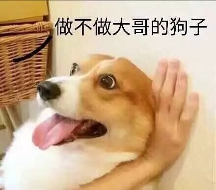 您的狗年到了,请签收