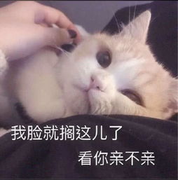 最近火了一组猫咪撒娇表情包凶什么凶,我跪下来不就好了