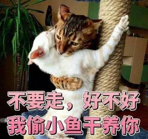 养猫和带娃的共同点,当父母可真不容易啊
