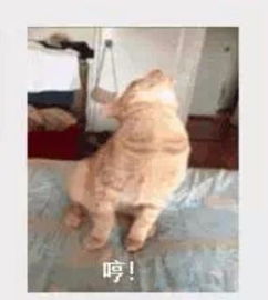 谁有这个表情包的原图呀好喜欢好喜欢求求求