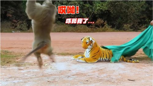 爆笑萌宠狗狗跟猴子遇到老虎,会有什么表情