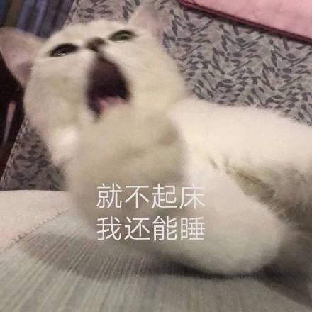 猫咪叫起床表情包