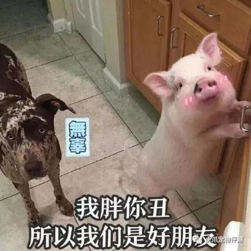 假洋品牌虚假宣传没有成分表,沐浴露套路哪家强