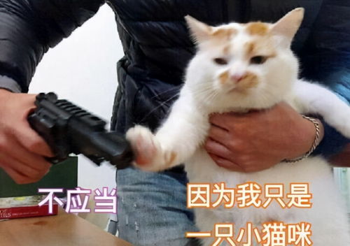 微信小表情包怎么做李小庆
