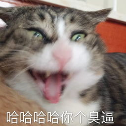 全新猫咪表情包,快快收藏
