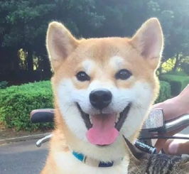 主人把柴犬和猫放车筐,结果它们表情却反差太大,猫是有多嫌弃