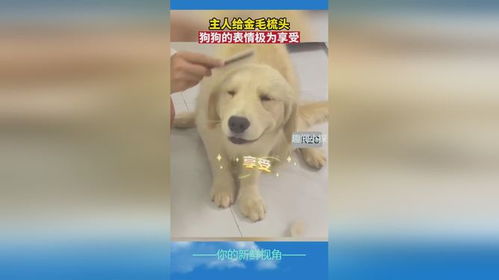 主人给金毛梳头,狗狗的表情极为享受
