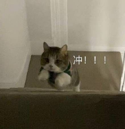 可爱小动物表情包合集29