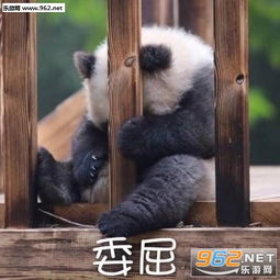 气到哭泣熊猫表情包超级委屈熊猫可爱表情包下载乐游网游戏下载