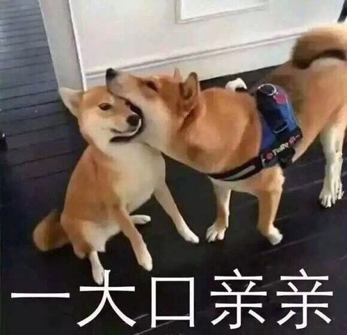 狗狗发抖的表情包自习室