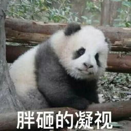 可爱的熊猫表情包合集