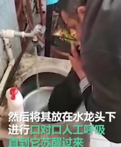 男子看到昏迷流浪狗,对其人工呼吸成功救活
