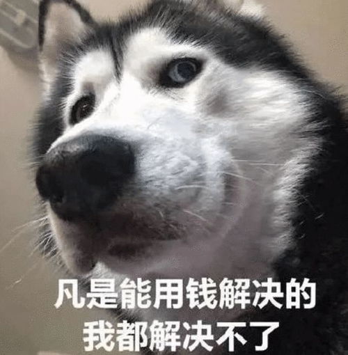 两夫妻离婚,不争财产,争狗