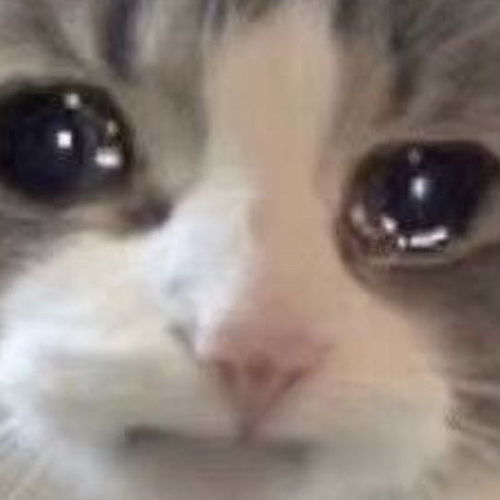 流泪猫猫头表情包最全
