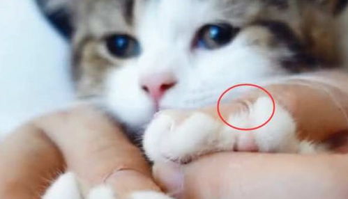 小猫咪第一次剪指甲滚,老子凶起来连自己都怕铲屎官算你狠