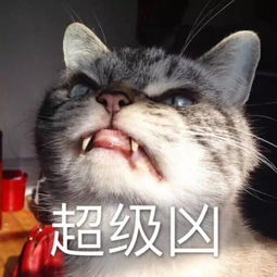 斗图,是美好生活的开始所以,表情包来一发