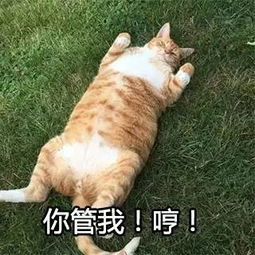 当这些胖猫被做成表情包,简直不要太魔性啊哈哈哈...