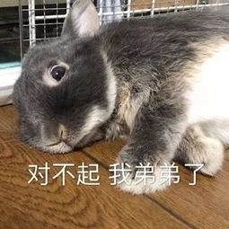 沙雕小动物表情包越可爱,越萌,越骚