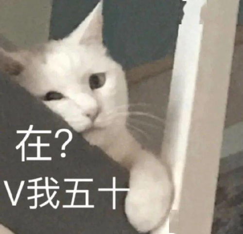 聊天斗图表情包哥哥我投降