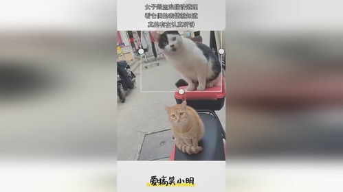 女子跟流浪猫讲道理,看它俩的表情就知道,真的有在认真听讲
