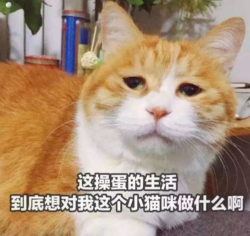 猫狗表情包微信公众号黄脸