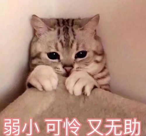 高小微大过年翻到弟弟的浏览记录,发现了不得了的秘密
