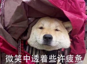 愁人的表情包微笑狗