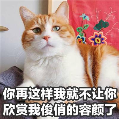 焦哥有料...小哥哥,聊天吗表情包