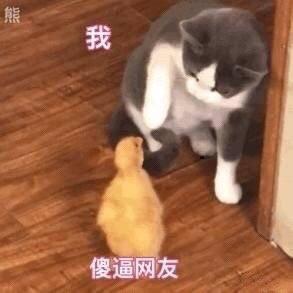 热门搞笑表情包浓妆艳抹隆重欢迎2019