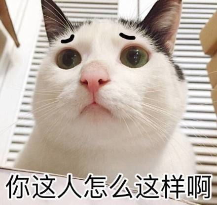 最新猫咪表情包
