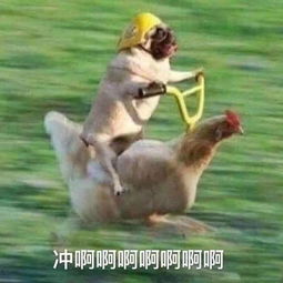 周杰伦,赢了夕阳红粉拼上老命,终于登顶老年粉的基本底线,别乱碰呀...数据