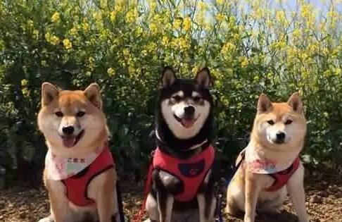这6种狗狗,都是土豪养的狗,有你家狗吗