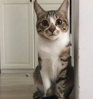 猫星人讲义气陪小奴才低头罚站,网友笑翻原谅右边那只了