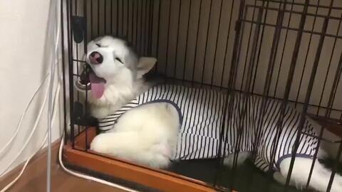 嗨起来视频表情包哈士奇