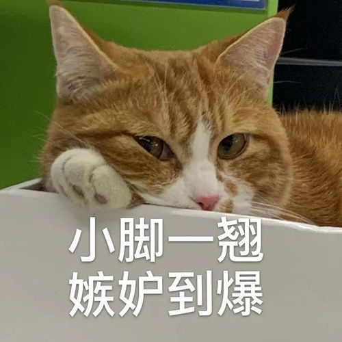 救命自从有了这组橘猫表情包,我斗图就再也没输过