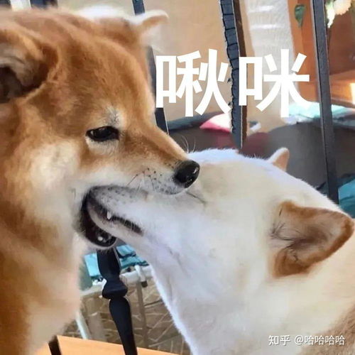 趴着的表情包图片柴犬