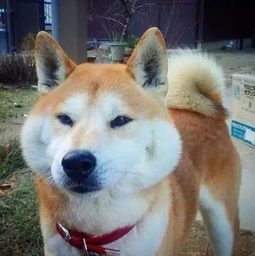 柴犬为什么叫戏精看了这些表情包你就知道了