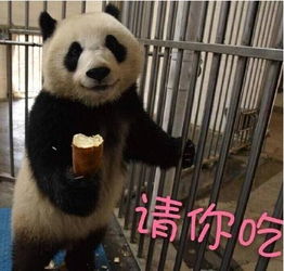 没有几张滚滚表情包,你好意思说想去偷只猫来养它一辈子