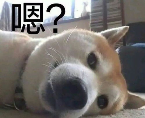 一条全是狗的表情包合集狗狗该我上场表演了