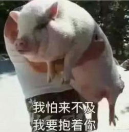 大半夜笑出猪声表情包扶不起
