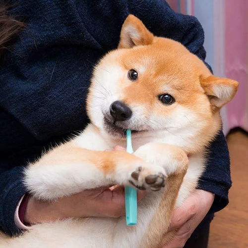 视角丨日本这只爱刷牙的柴犬,做成表情包真的是萌翻了