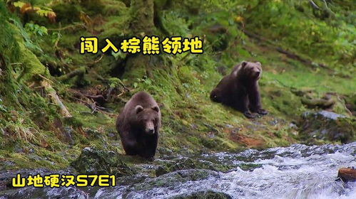 男子去小岛上捕猎大马哈鱼,多次闯入棕熊领地,情况一度十分危险