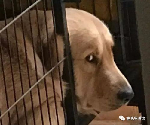 主人回家看到家里成这样,刚想揍狗,看到金毛的表情却哭笑不得