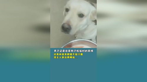 狗暴走表情包男人