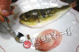 重庆产河豚最快6月上餐桌厨师须先尝河豚试毒