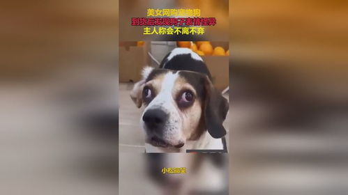 美女网购宠物狗,到货后发现狗子表情怪异,主人称会不离不弃