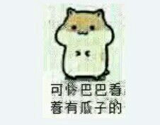 嗑瓜子的松鼠表情包