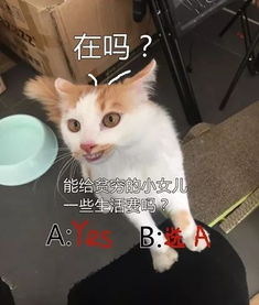 用这些猫咪表情包问爸妈要零花钱,发一张就能要来100块