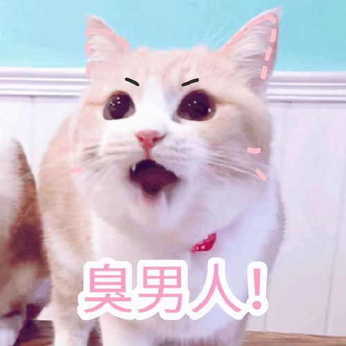 表情包臭男人敢不接我电话